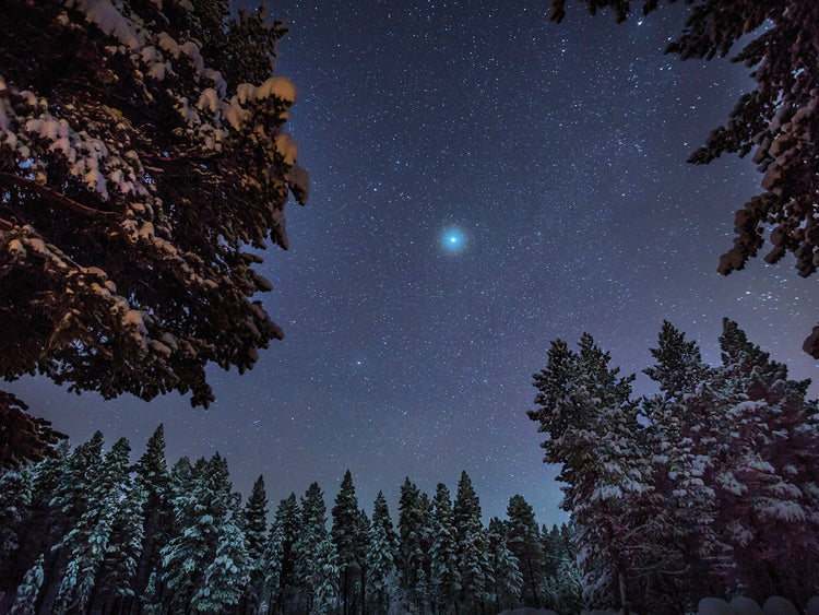 Noche fria arboles frios Lienzo