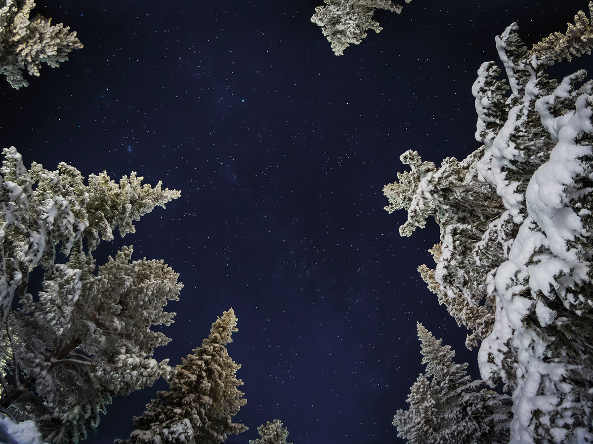 Looking Up in Winter