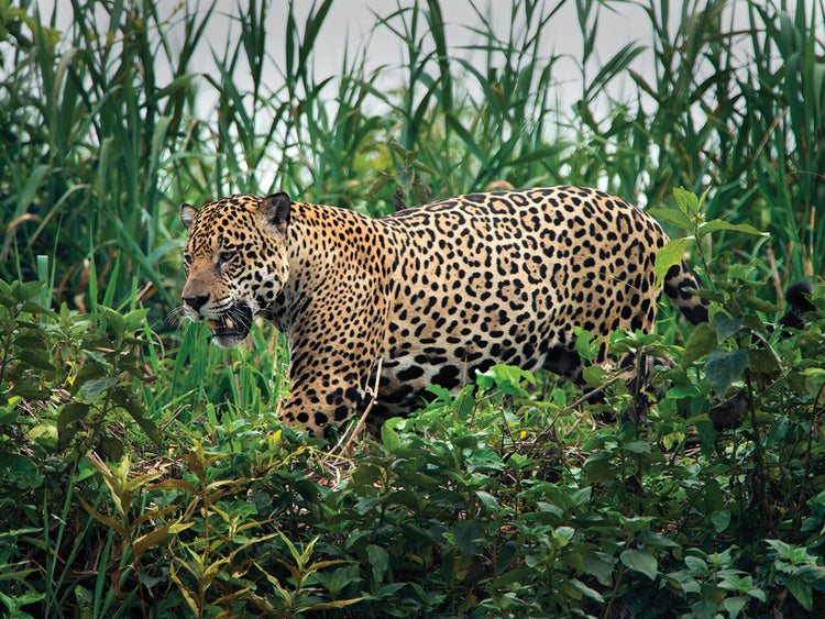 Jungle Spots Jaguar Lienzo