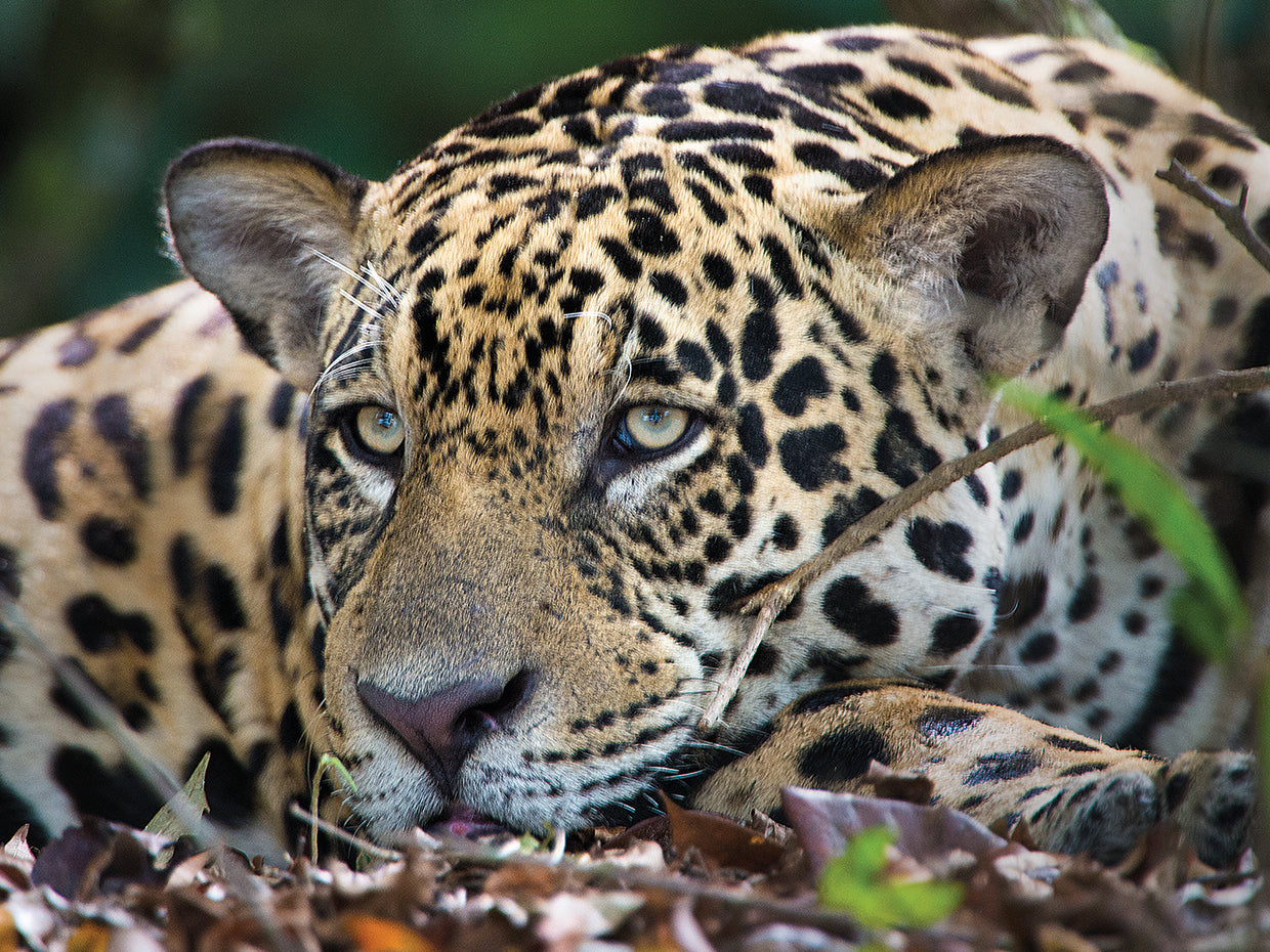 Jaguar soñoliento Lienzo