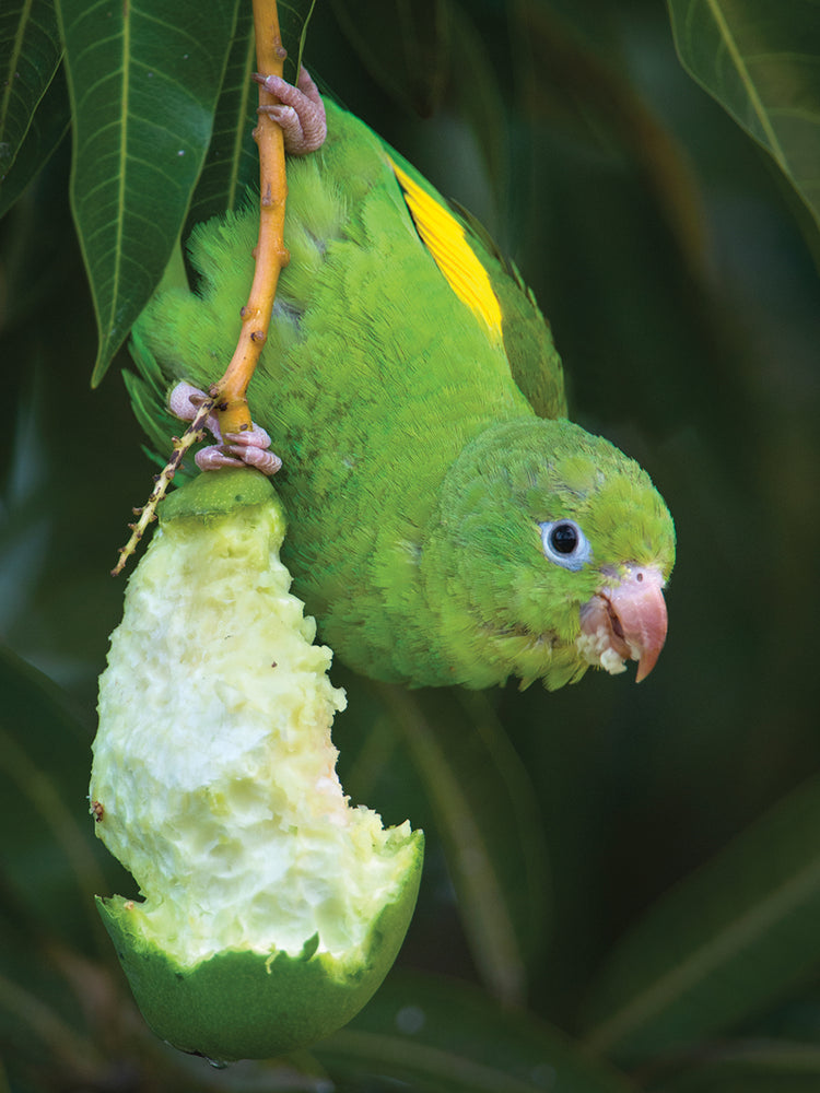 Periquito de frutas tropicales Lienzo
