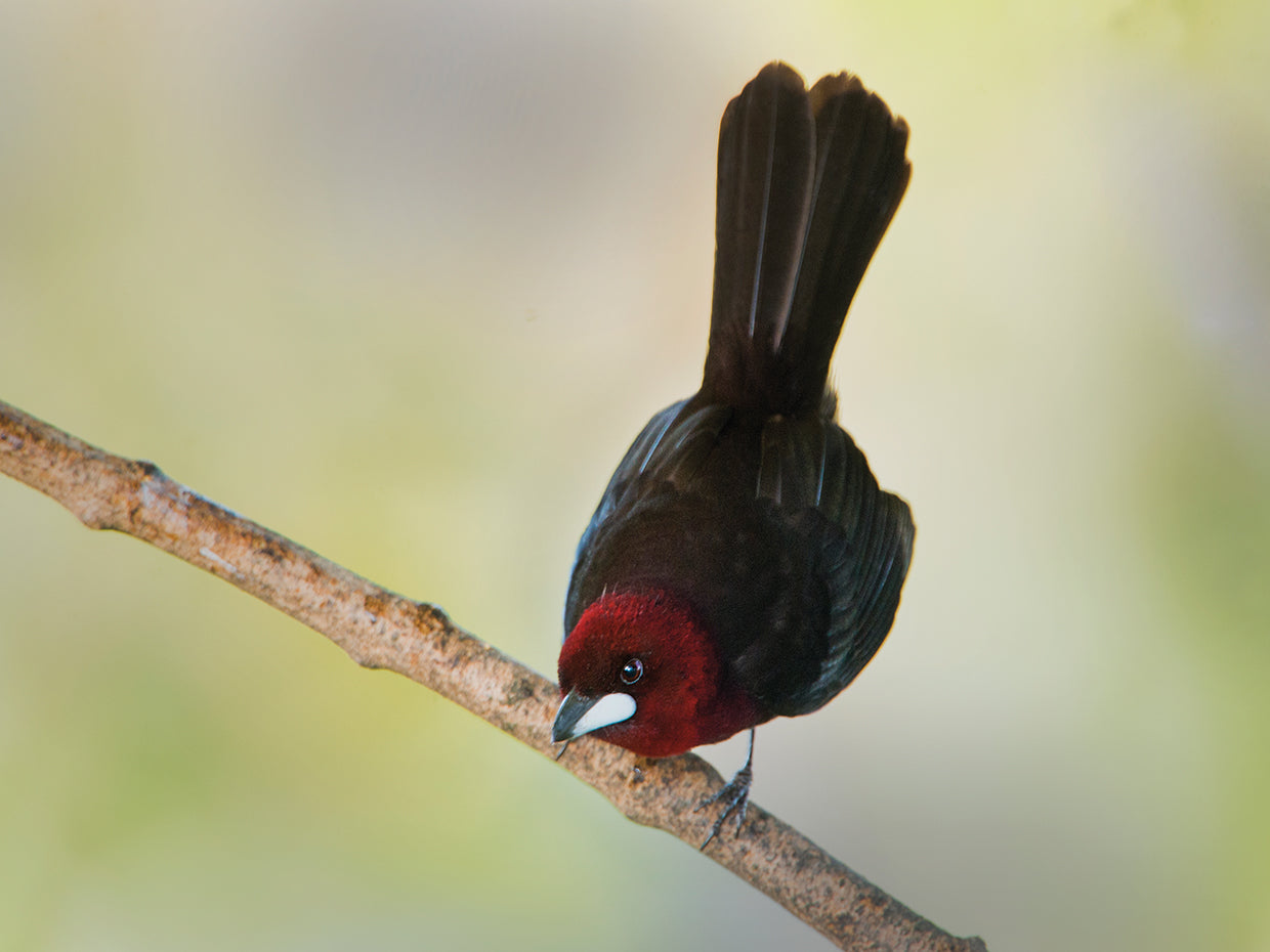 Tangara curiosa Lienzo