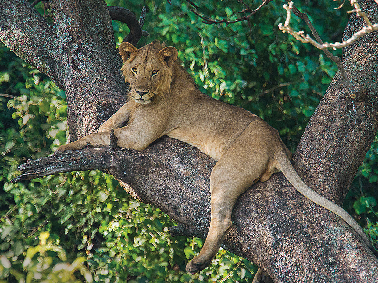 Siesta del árbol del león Lienzo