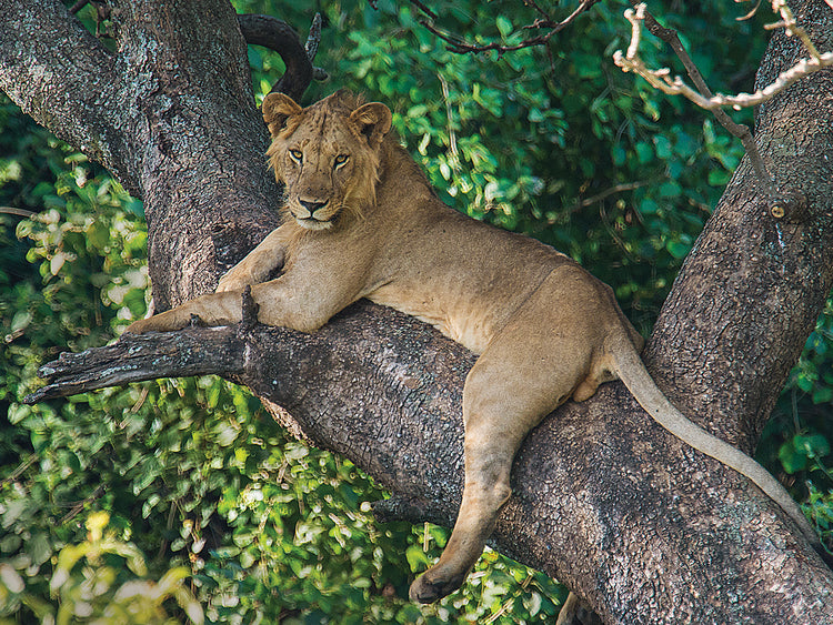 Siesta del árbol del león Lienzo