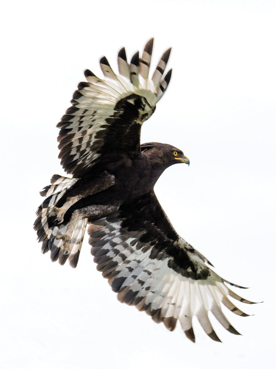 Vuelo del águila crestada Lienzo