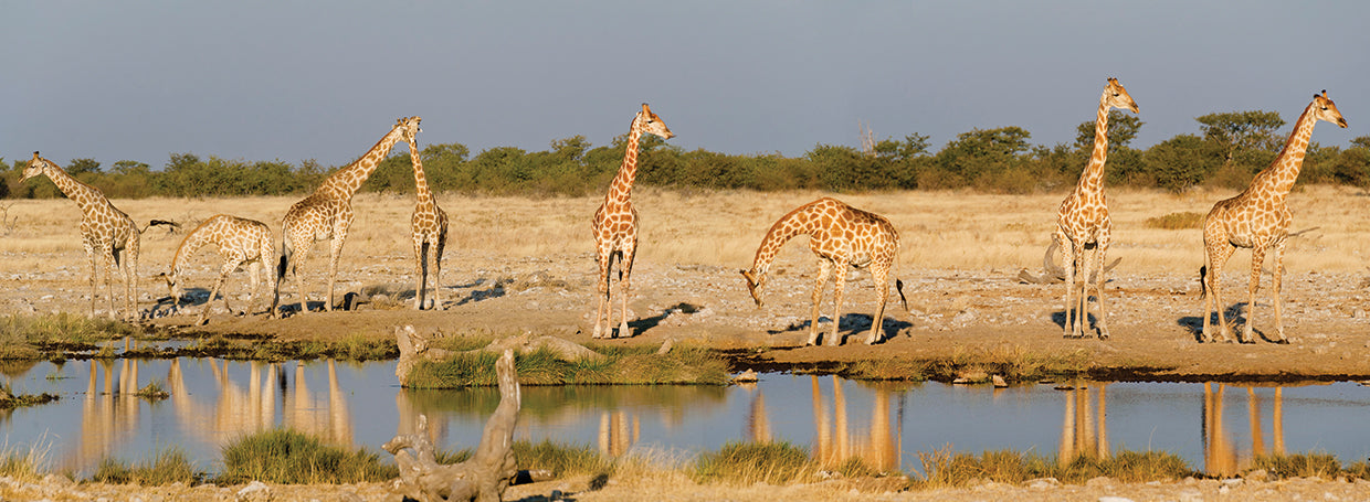 Thirsty Tall Giraffes