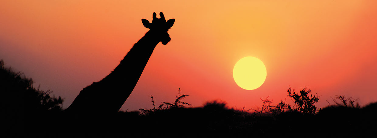 African Sunset Giraffes
