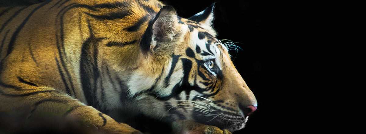 Tiger Eye's