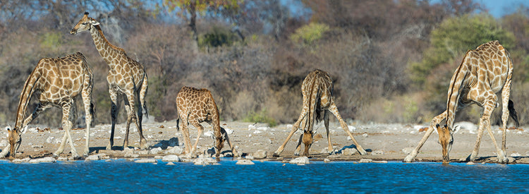 Jirafas del parque Etosha Lienzo