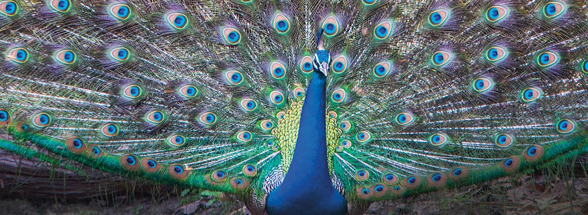 Royal Display Peacock