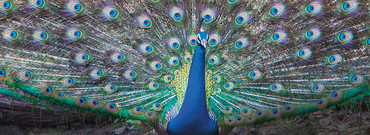 Pavo real de exhibición real Lienzo