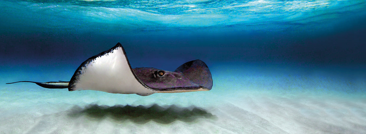 Southern Stingray