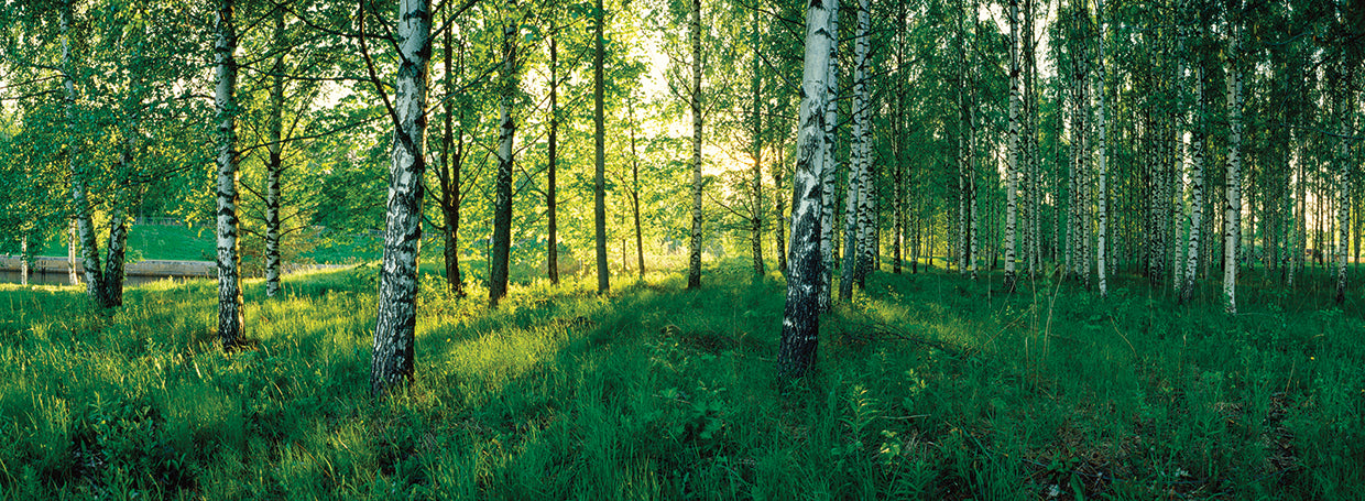 Finnish Birch Trees