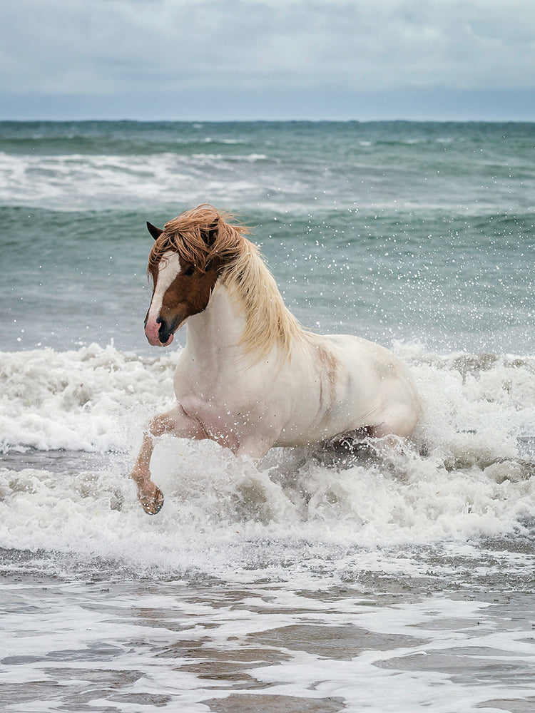 Coastal Gallop