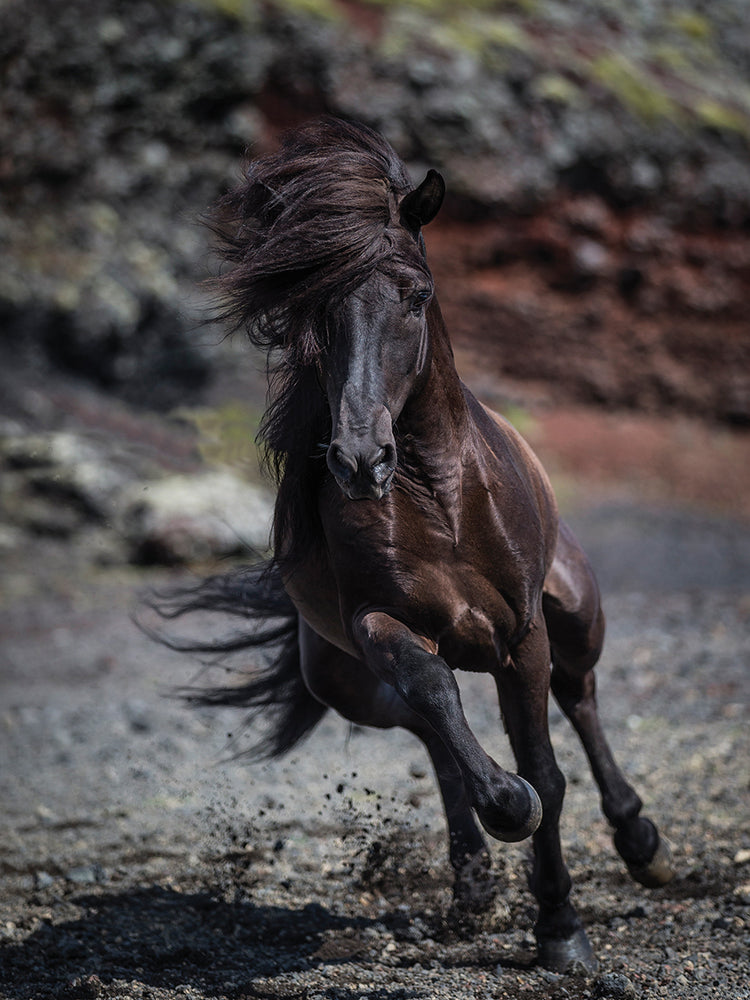 Dark Beauty Stallion