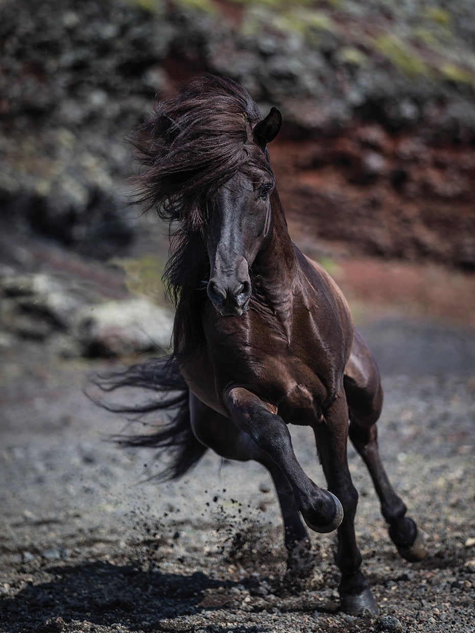 Dark Beauty Stallion