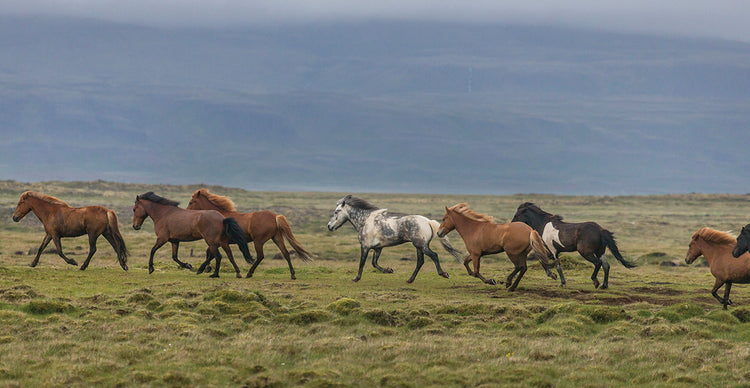 Running Island Horses