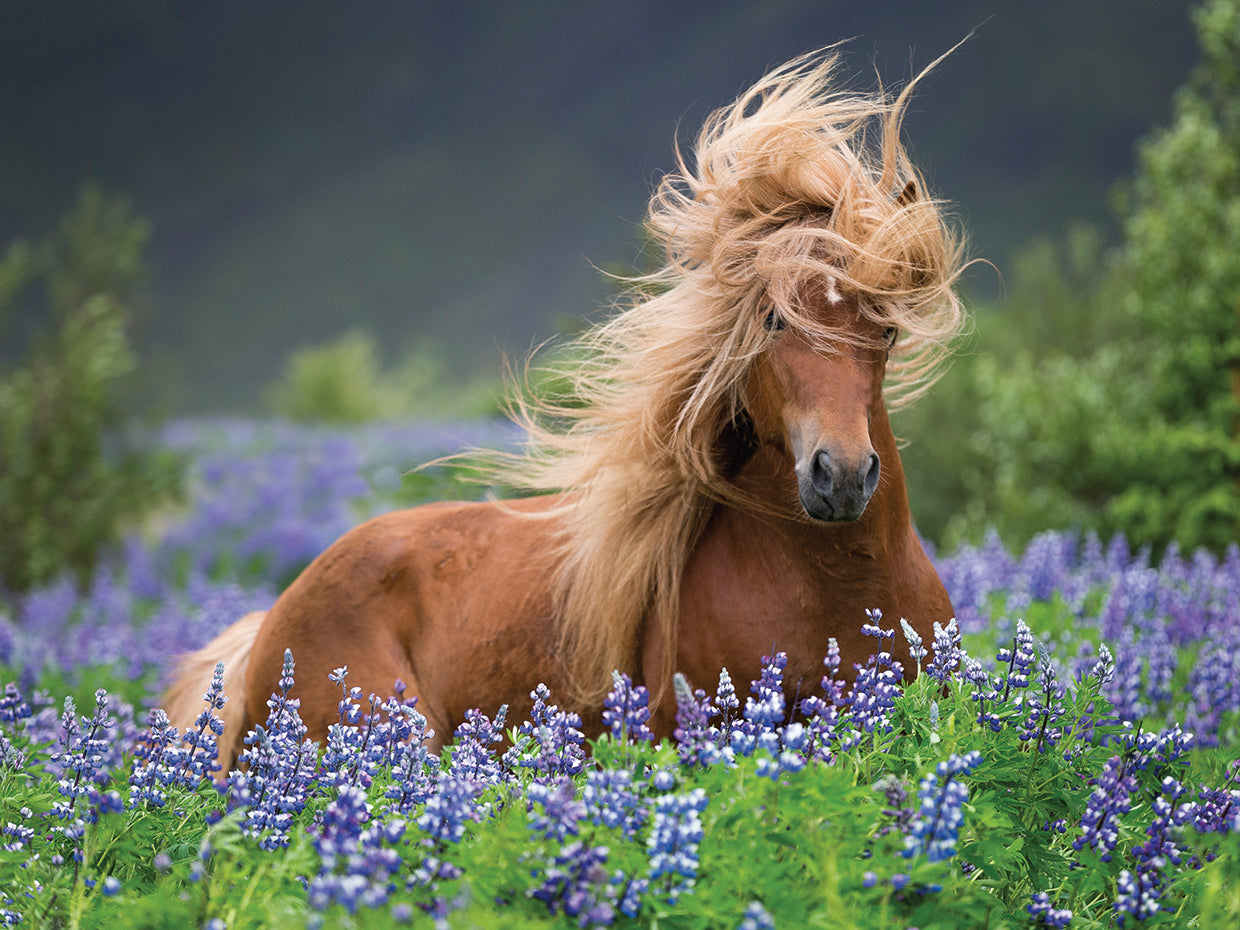 Lupine Wild Horses