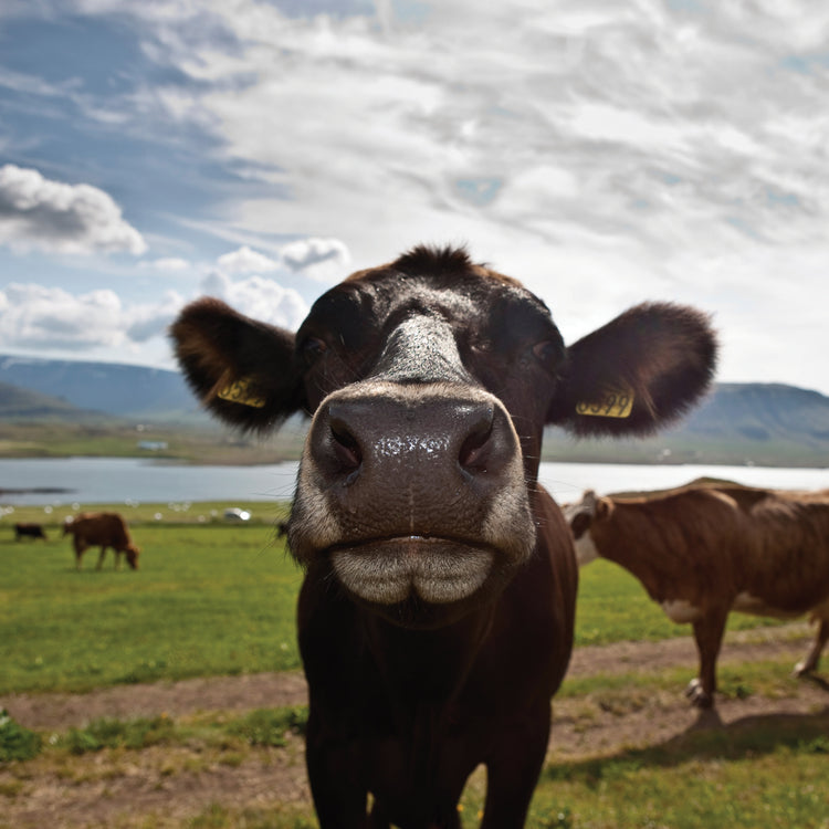 Vacas de leche fría Lienzo