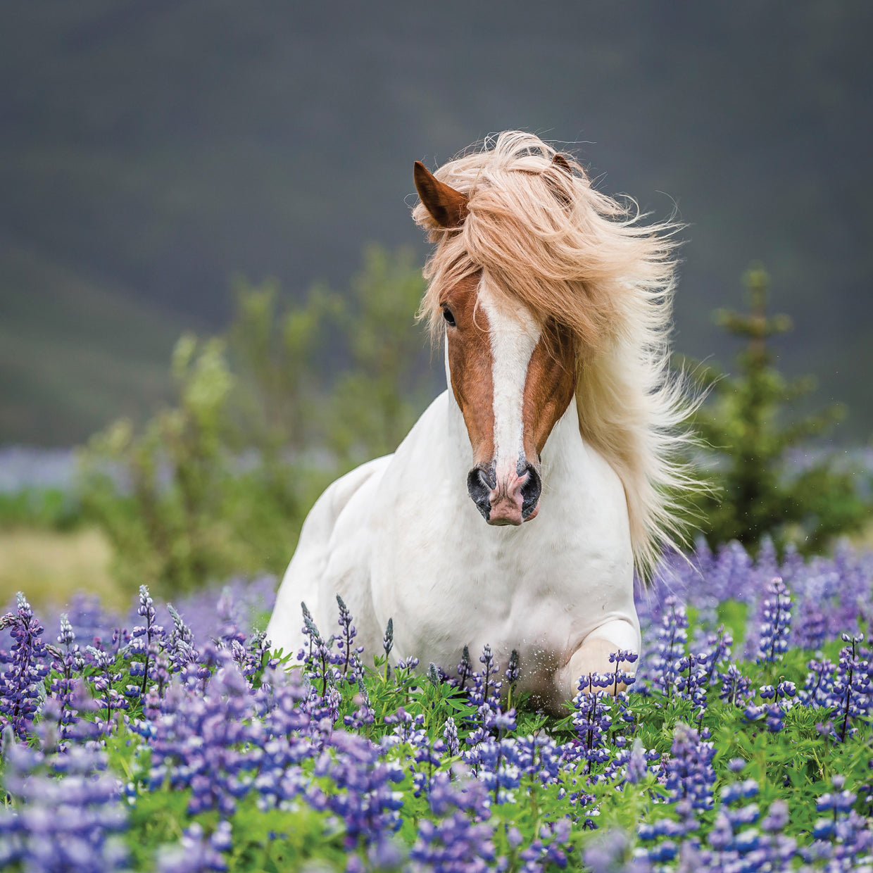 Icelandic Horses Running