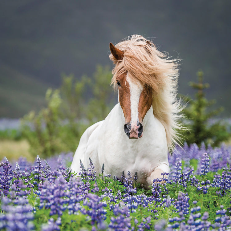 Icelandic Horses Running