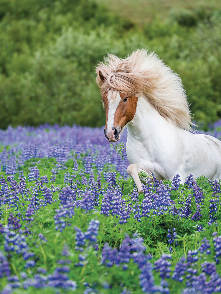 Lupine Flowing Mane