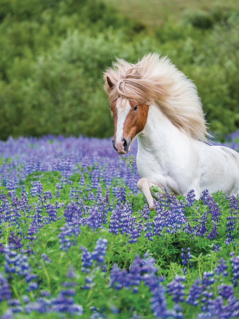 Lupine Flowing Mane