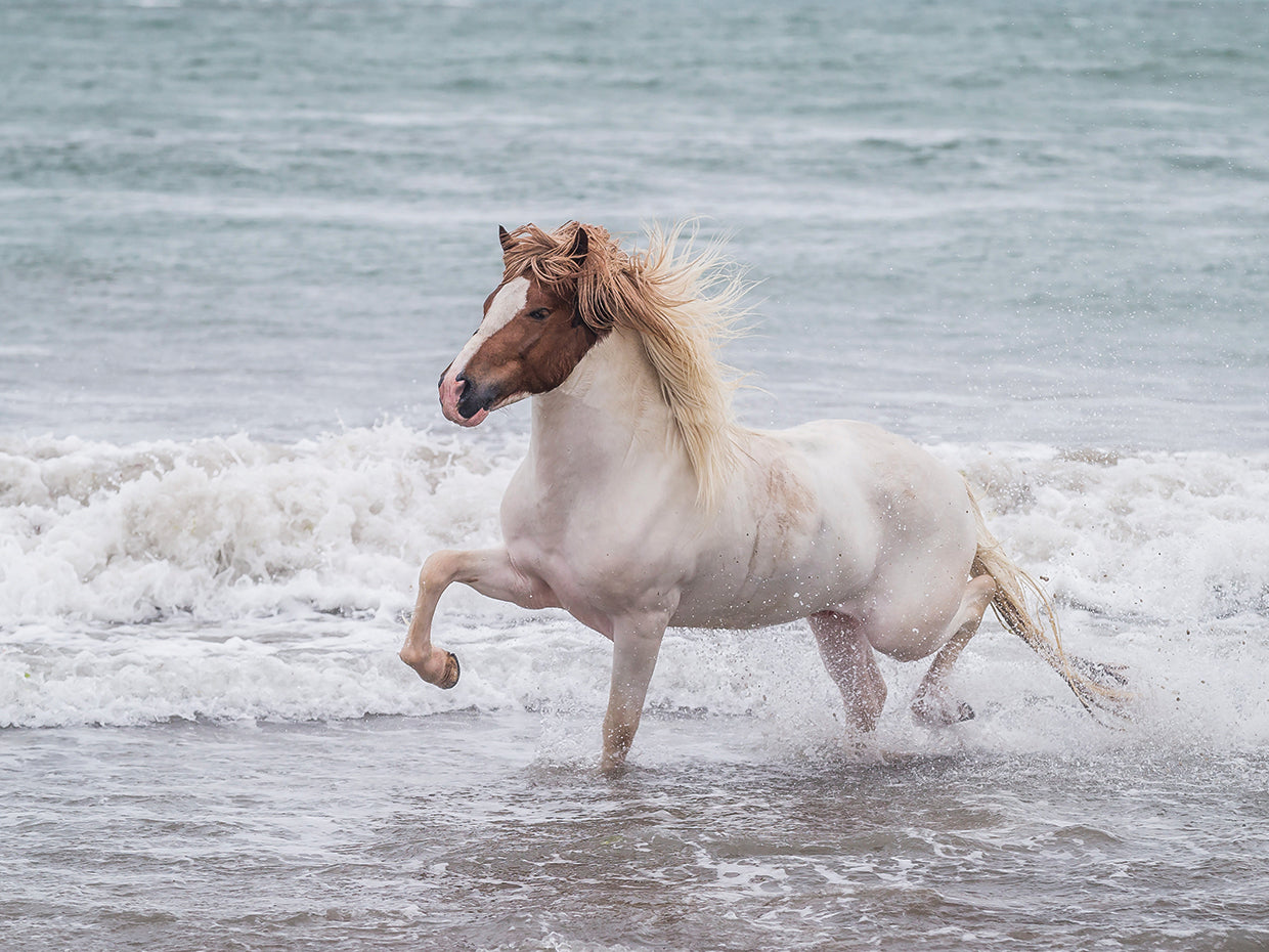 Coastline Wild Horse