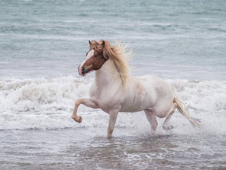 Coastline Wild Horse