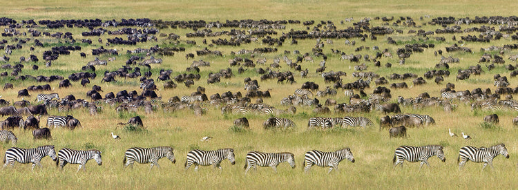 Serengeti Safari Animals