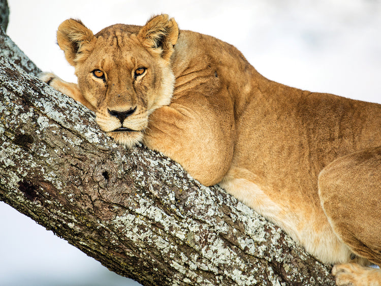 León de árbol inclinado Lienzo