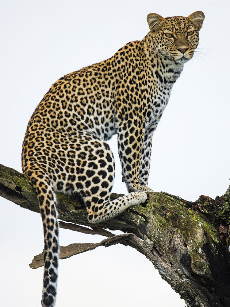 Cola manchada de leopardo Lienzo