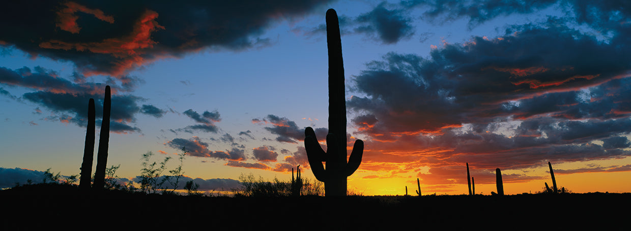 Saguaro Desert Sunset