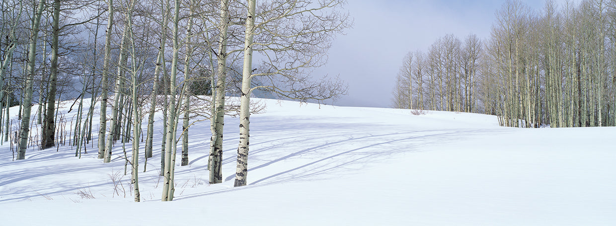 Nieve fresca colorado Lienzo