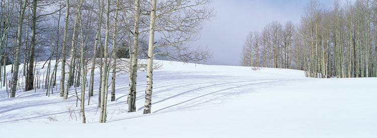 Nieve fresca colorado Lienzo