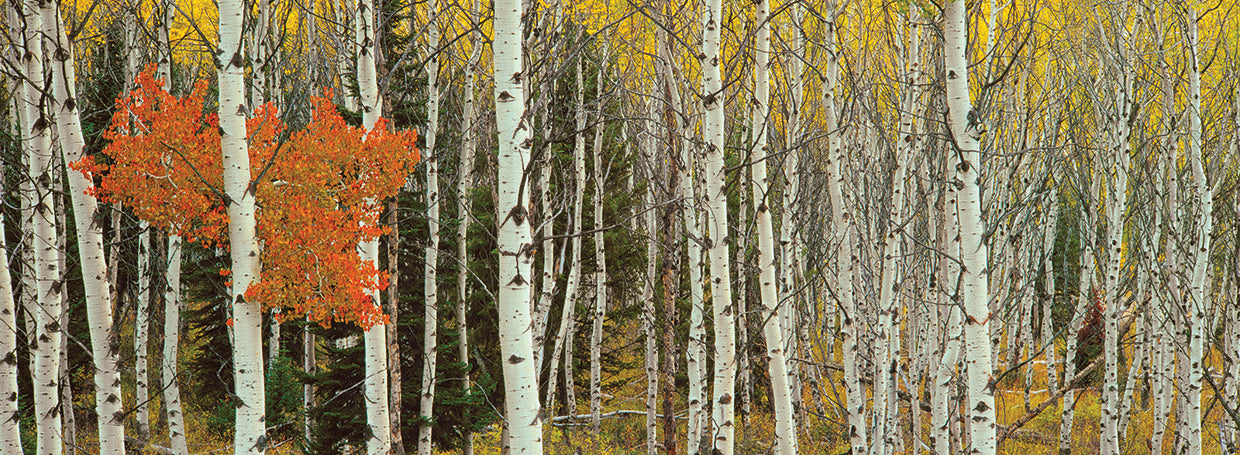 Grand Teton Aspens