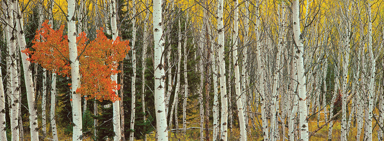 Grand Teton Aspens
