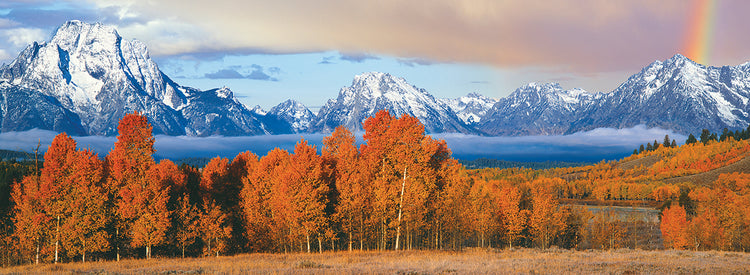 Glowing Autumn Trees