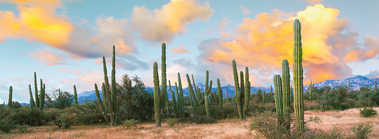 Cadencia Loreto Cactus Lienzo