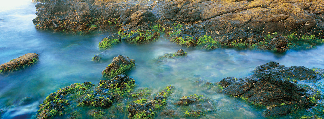 La Jolla Bird Rock Shore Lienzo