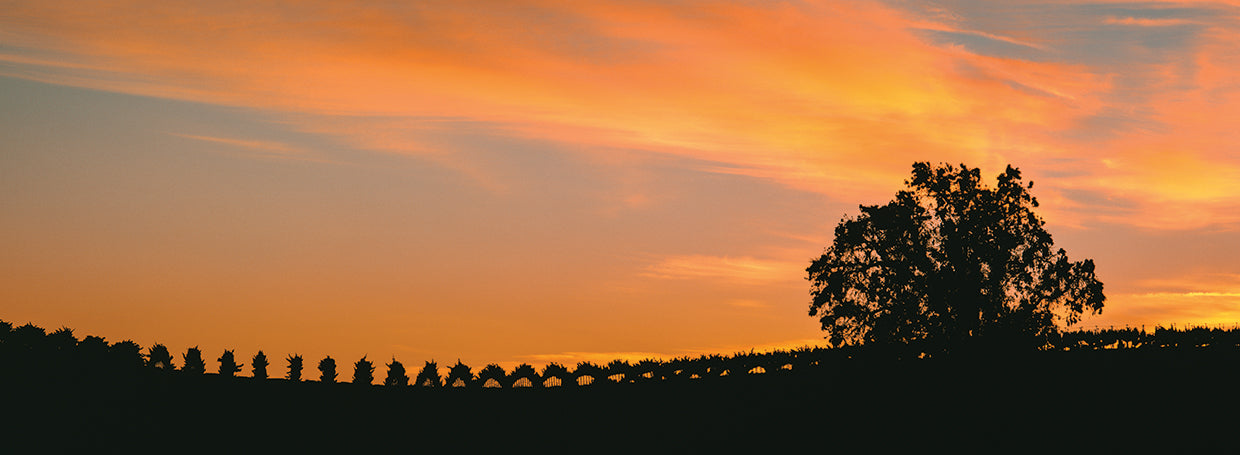Paso Robles Sunset