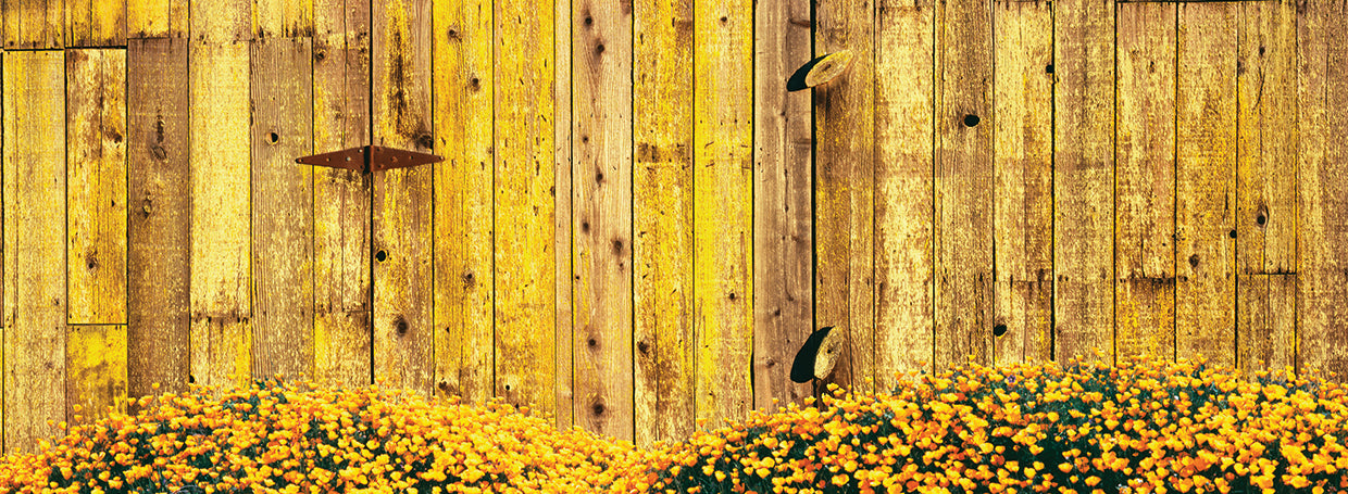 Californai Golden Poppies