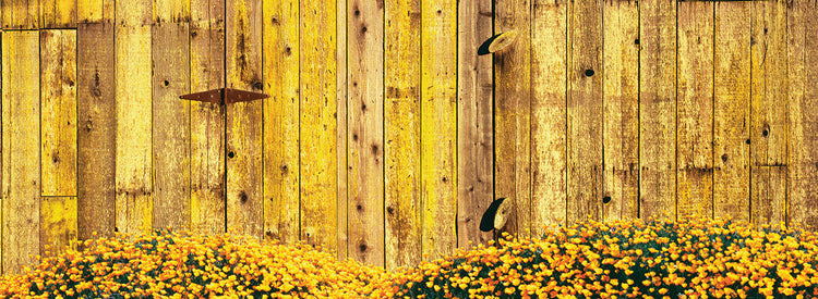 Californai Golden Poppies