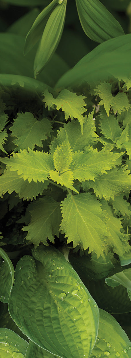 Gracefully Green Leaves