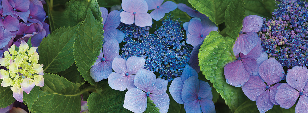 Hortensia del mercado de flores Lienzo