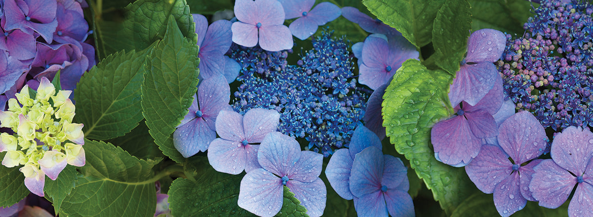 Flower Market Hydrangea