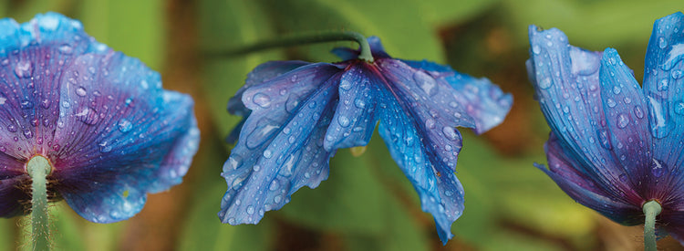 Gotas de lluvia en azul Lienzo