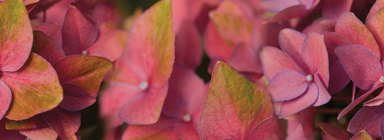 Pétalos de terciopelo rosa Lienzo