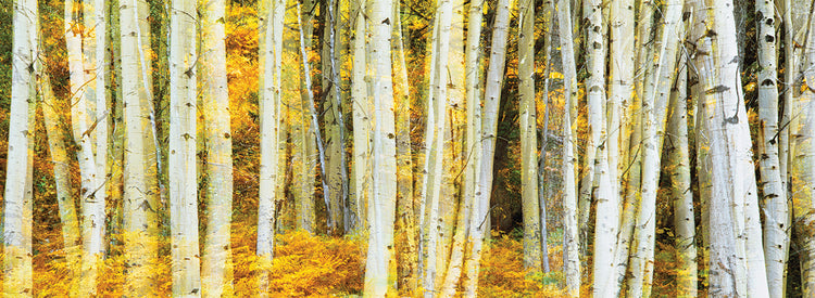 Glowing Yellow Aspens
