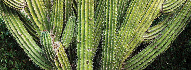 Buscando cactus afilado Lienzo